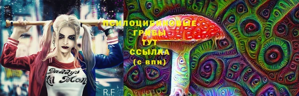 крисы Абаза